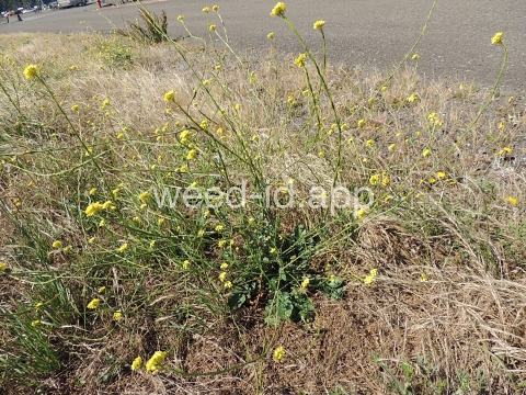 mustard, shortpod